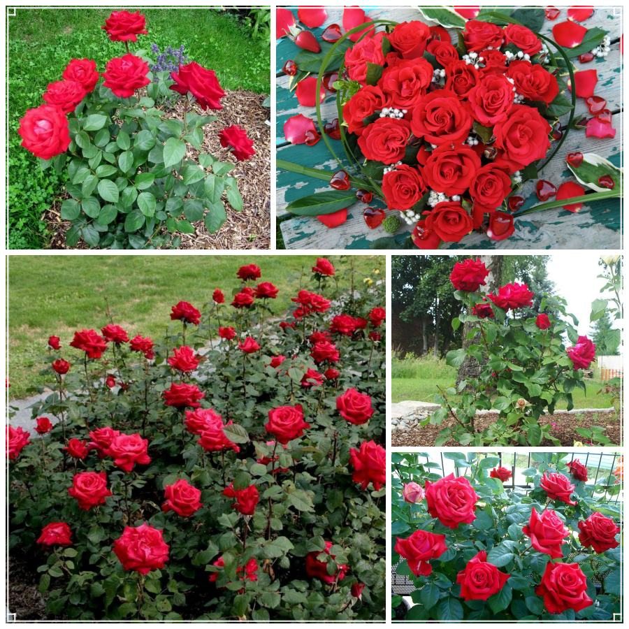 Grande Amore róże wielkokwiatowe